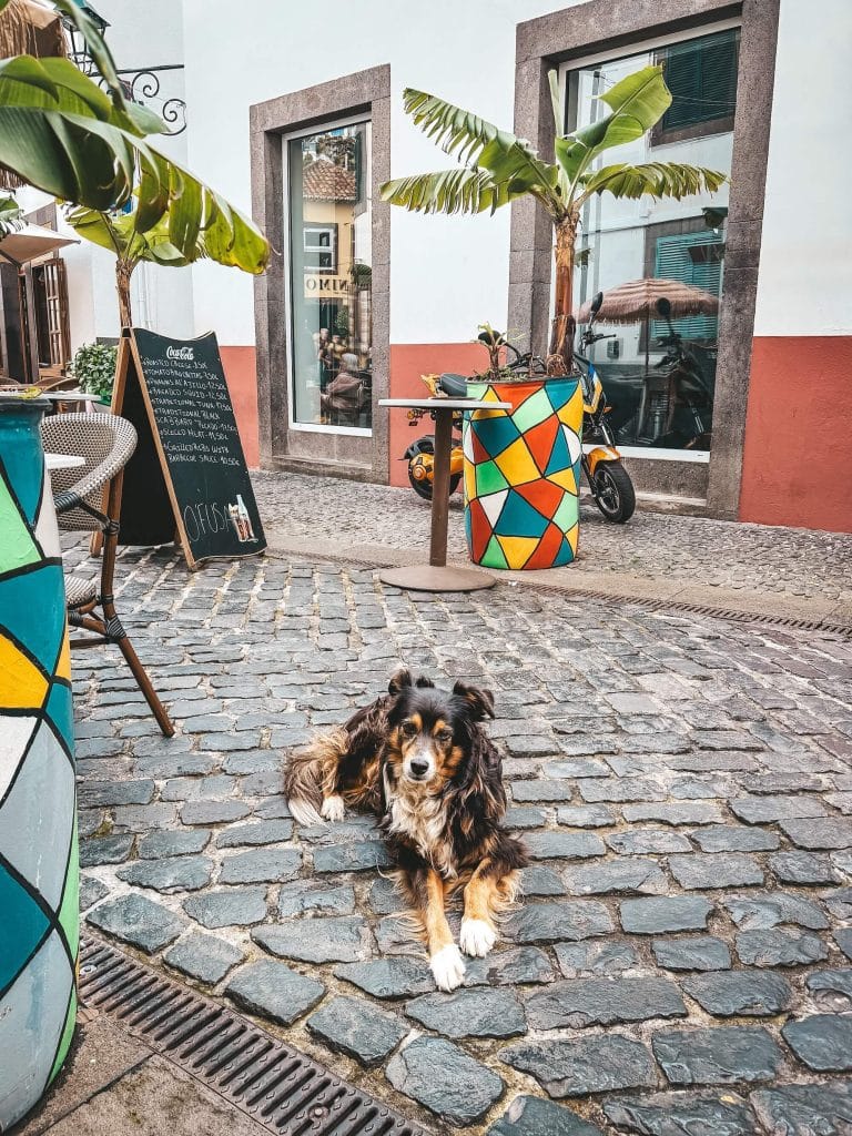 Ein flauschiger dreifarbiger Hund liegt ruhig auf dem Kopfsteinpflaster vor einem Restaurant mit Menütafel, zu beiden Seiten bunte Pflanzkübel mit Bananenstauden und Cocktailpalmen.