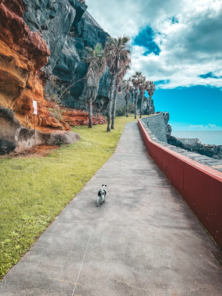 Ein kleiner schwarz-weißer Hund (Typ Jack Russell Terrier) an der Leine auf einer betonierten Promenade zwischen einer orange-grauen Felswand links und einem roten Geländer über dem Ozean rechts, vorne Palmen und blauer Himmel.