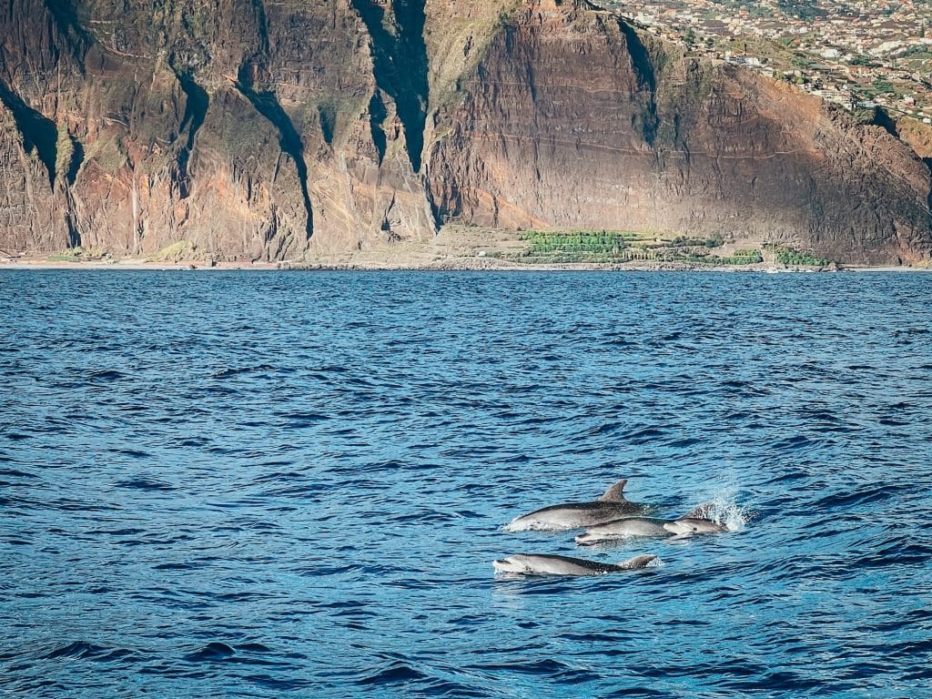 Delfinbeobachtung