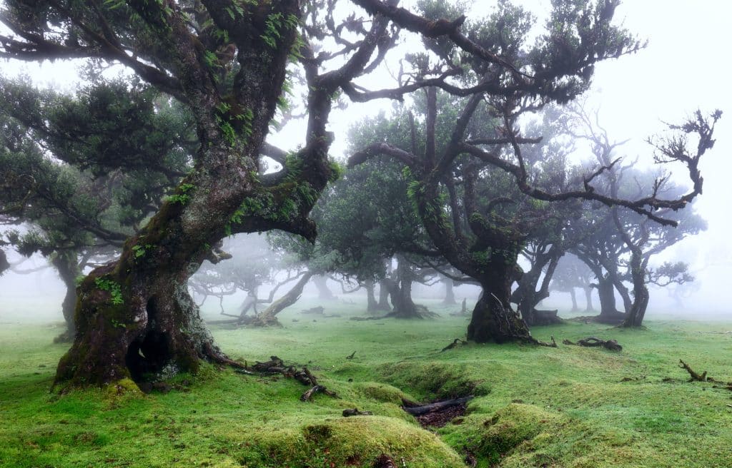 Der Wald von Fanal im Nebel: flechtenbewachsene Til-Bäume in dichtem Nebel