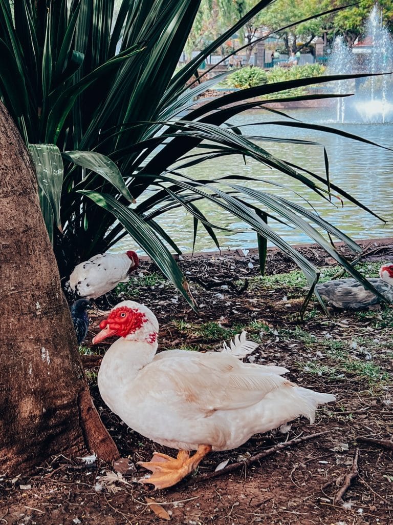 Park Santa Catarina