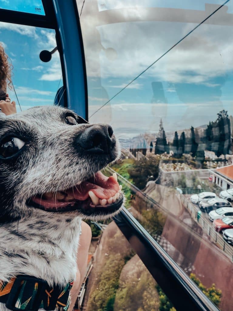 Mit Hund in der Seilbahn nach Monte
