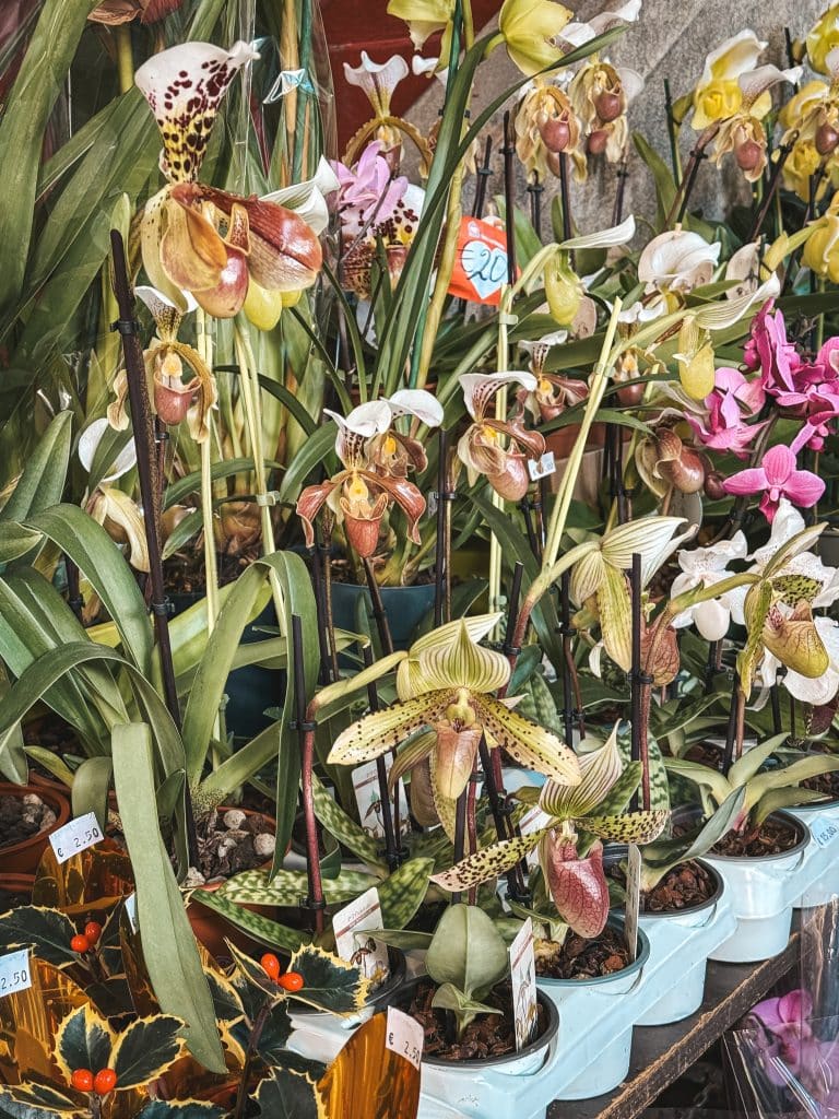 Eine Orchidee von Madeira