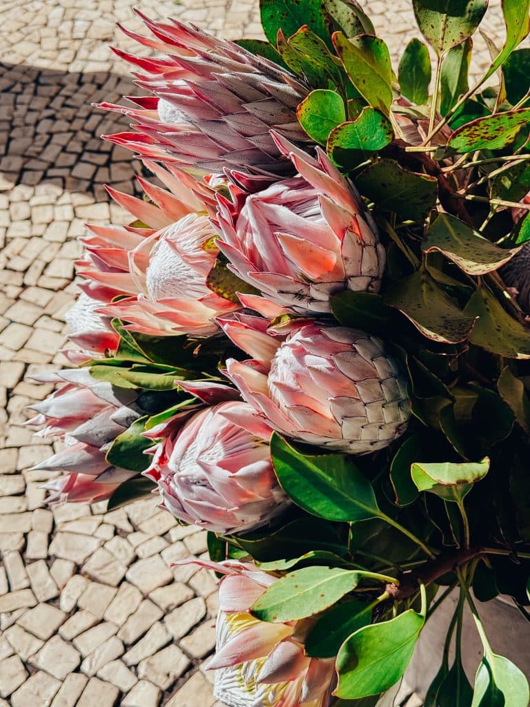 Eine Protea von Madeira