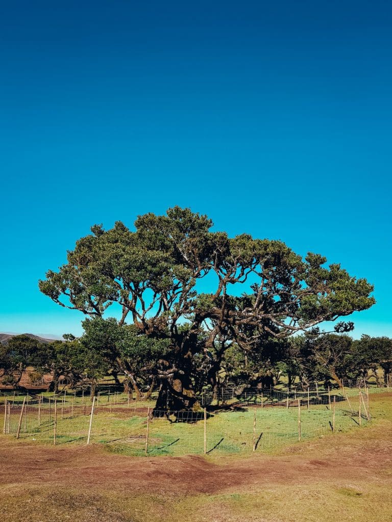 Ein mächtiger, eingezäunter Til-Baum vor blauem Himmel und Wald