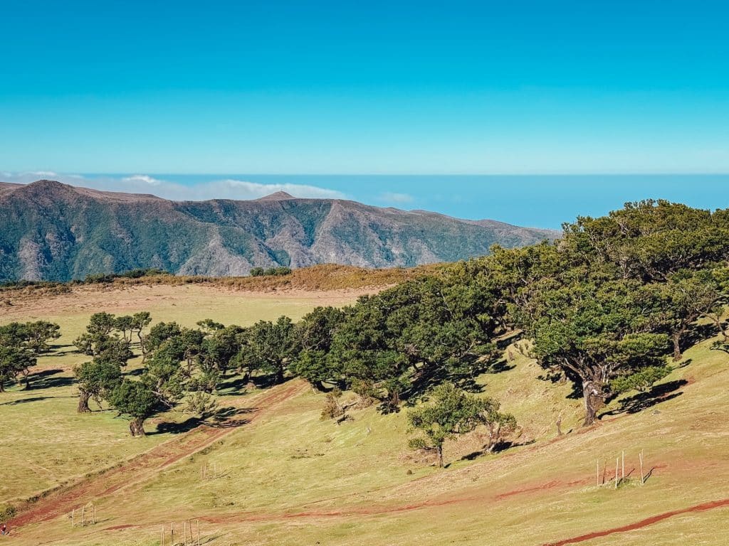 Verdrehte Til-Bäume verstreut auf der grünen Hochebene Paul da Serra, dahinter Berge