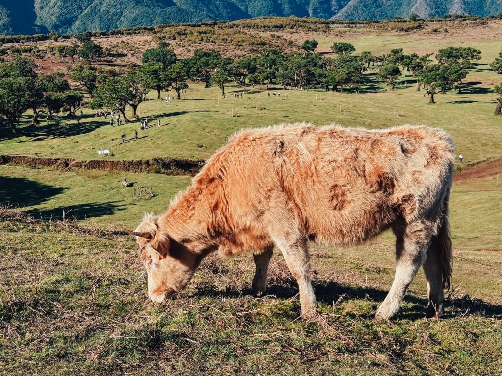 Zottelige Kuh grast im Vordergrund, im Hintergrund Besucher und der Wald von Fanal