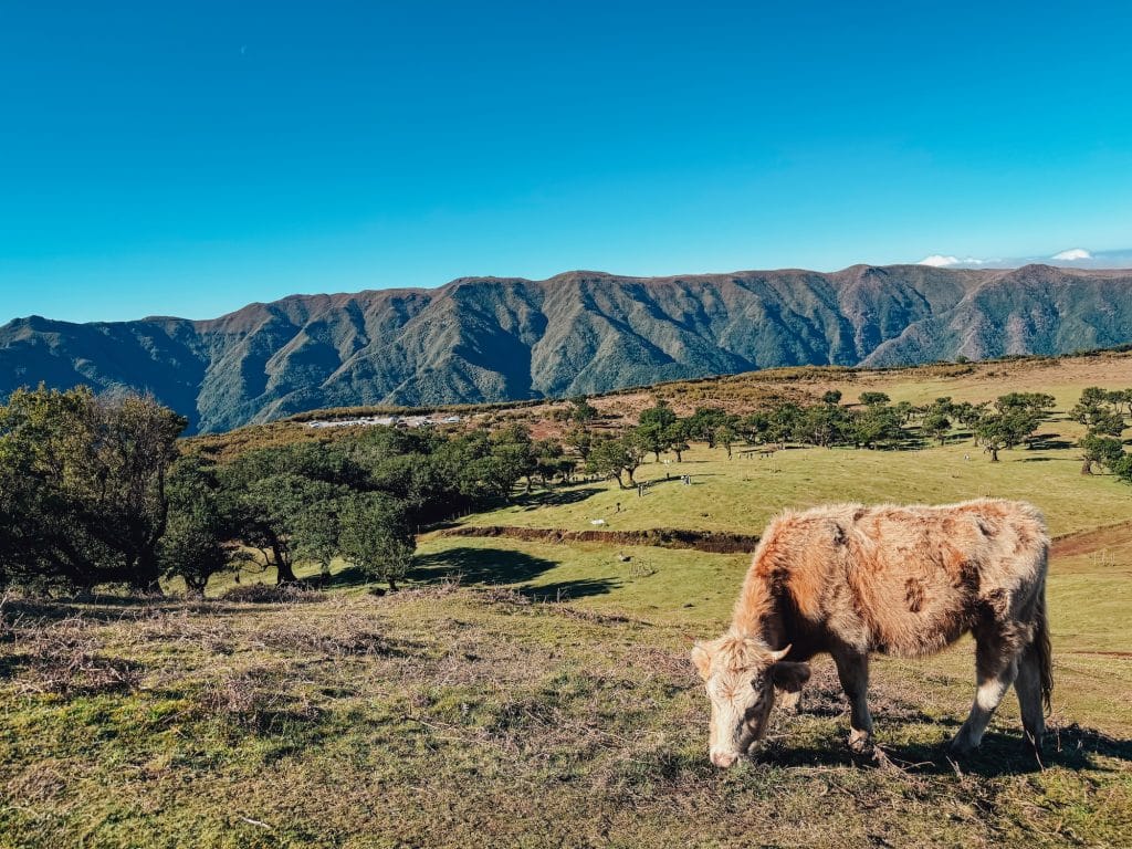 Kuh im Vordergrund, dahinter die Hochebene, Til-Bäume und die Berge Madeiras