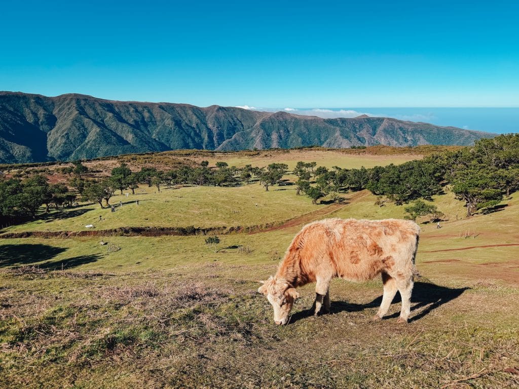 Kuh auf der Hochebene mit Panorama der Berge Zentralmadeiras und dem Meer in der Ferne
