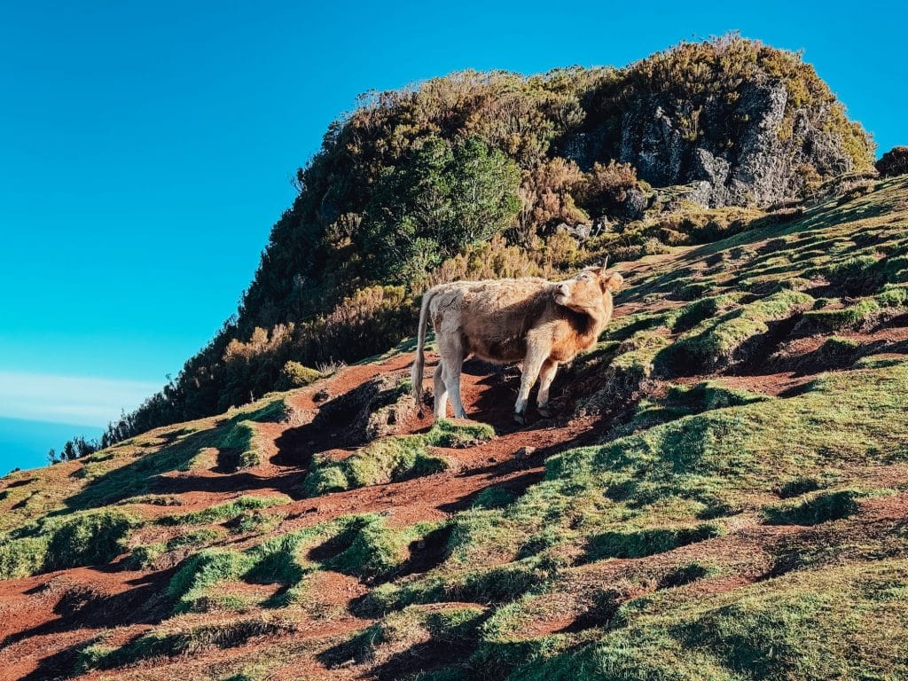 Eine Kuh grast an einem steilen Hang mit Moos und niedriger Vegetation.