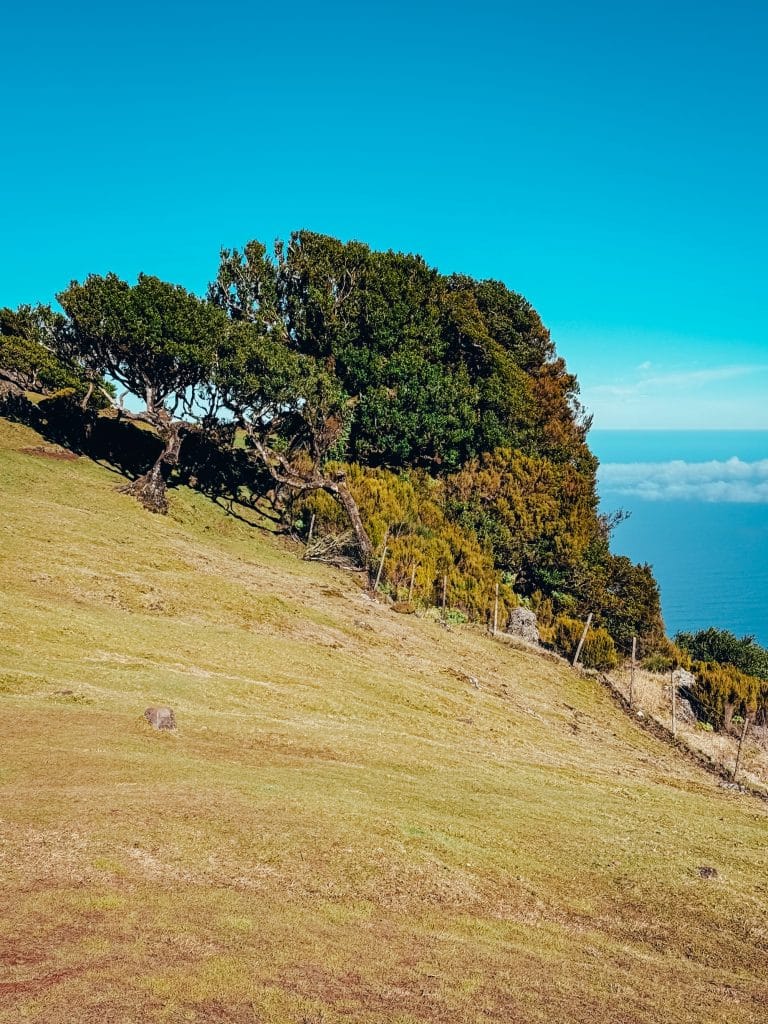 Hang der Hochebene mit Til-Bäumen, gelben Sträuchern und Blick aufs Meer