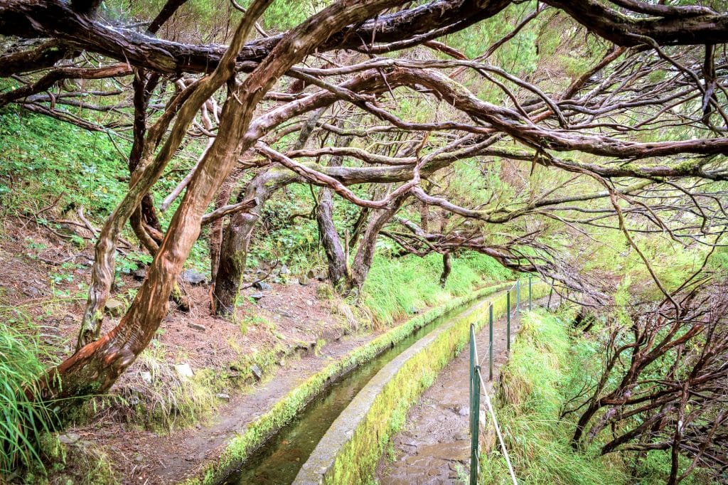 PR6 Levada das 25 Fontes