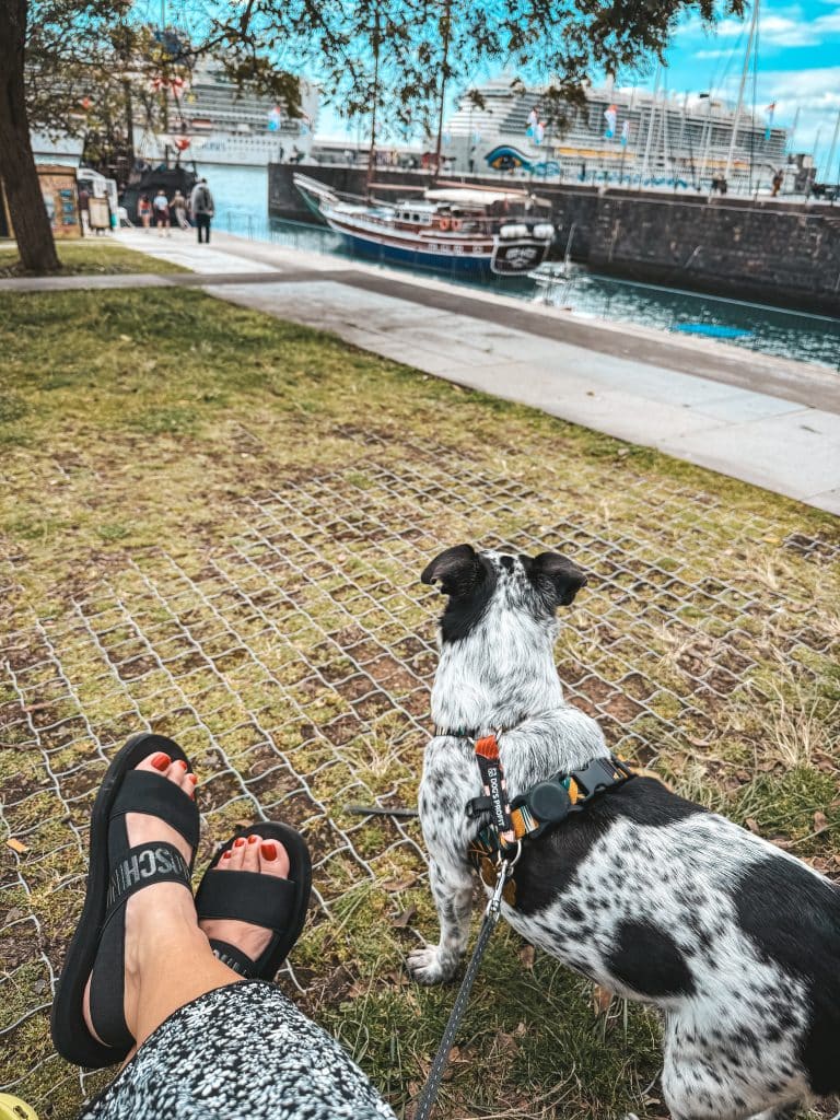 Funchal mit Hund, Foto: Ewelina Podrez-Siama 2025