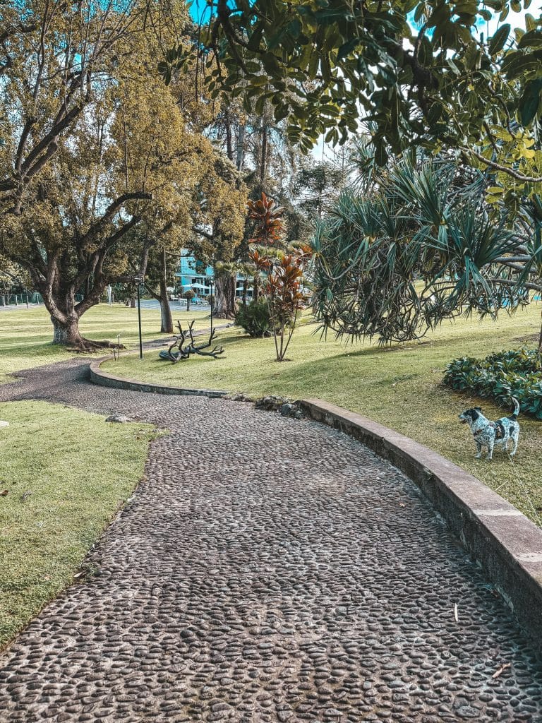 Madeira mit Hund, Foto: Ewelina Podrez-Siama 2025