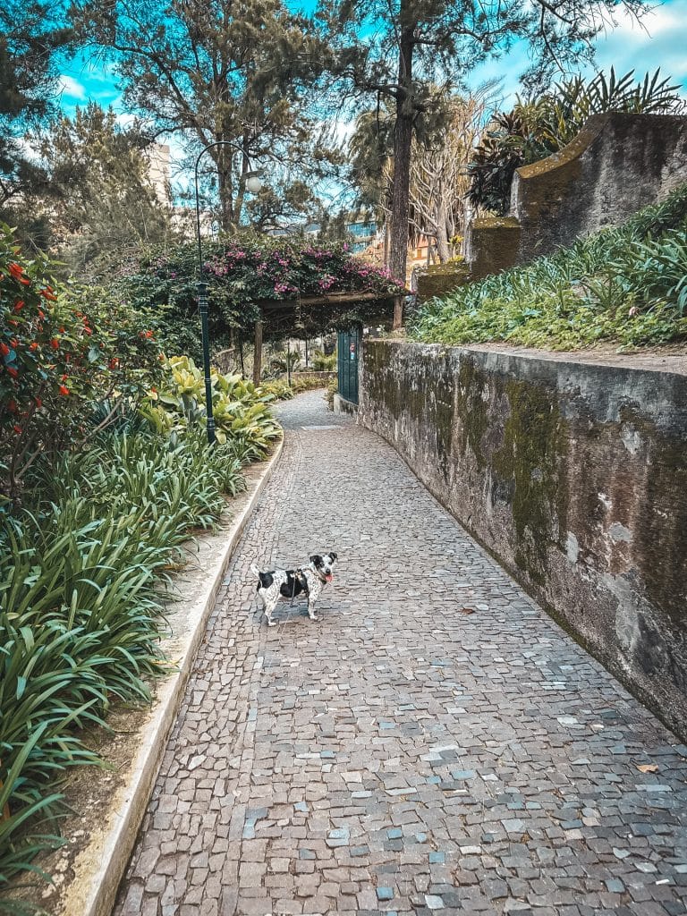 Madeira mit Hund