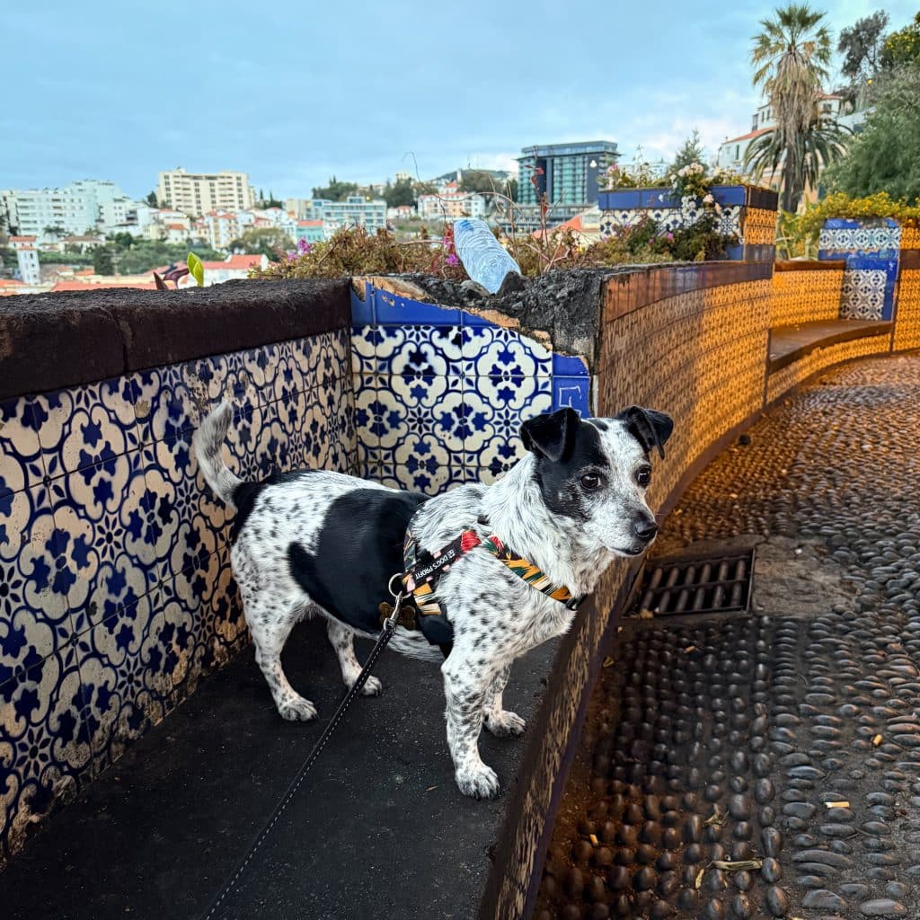 Funchal mit Hund, Foto: Ewelina Podrez-Siama 2025