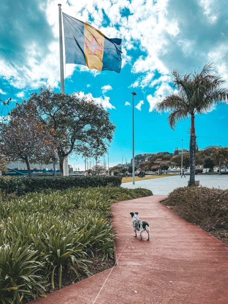 Funchal mit Hund, Foto: Ewelina Podrez-Siama 2025