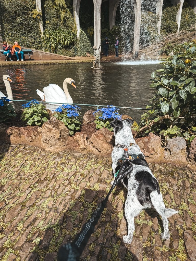 Ein Hund im Monte Palace