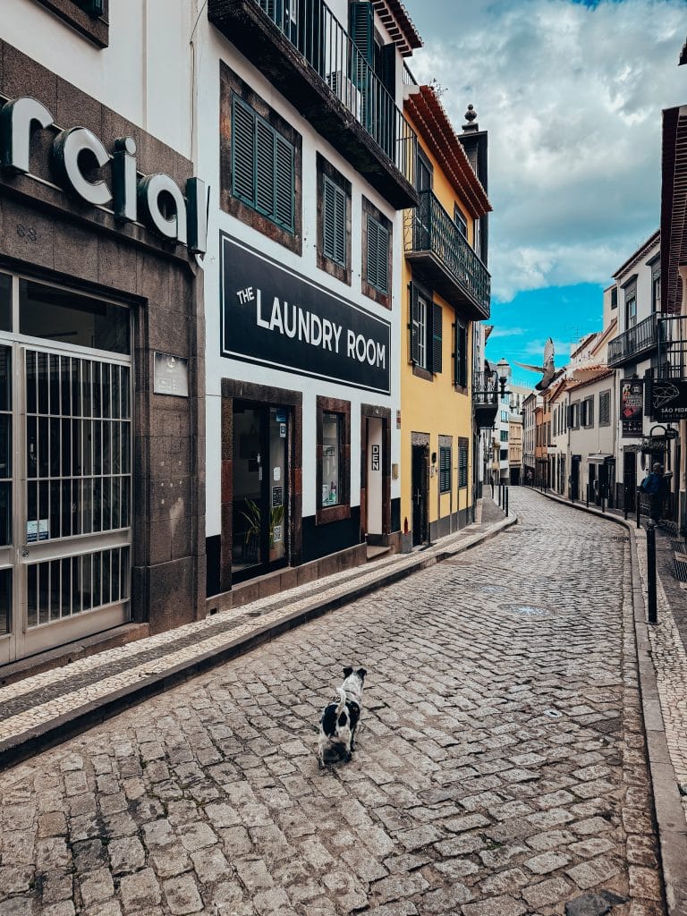 Funchal mit Hund, Foto: Ewelina Podrez-Siama 2025