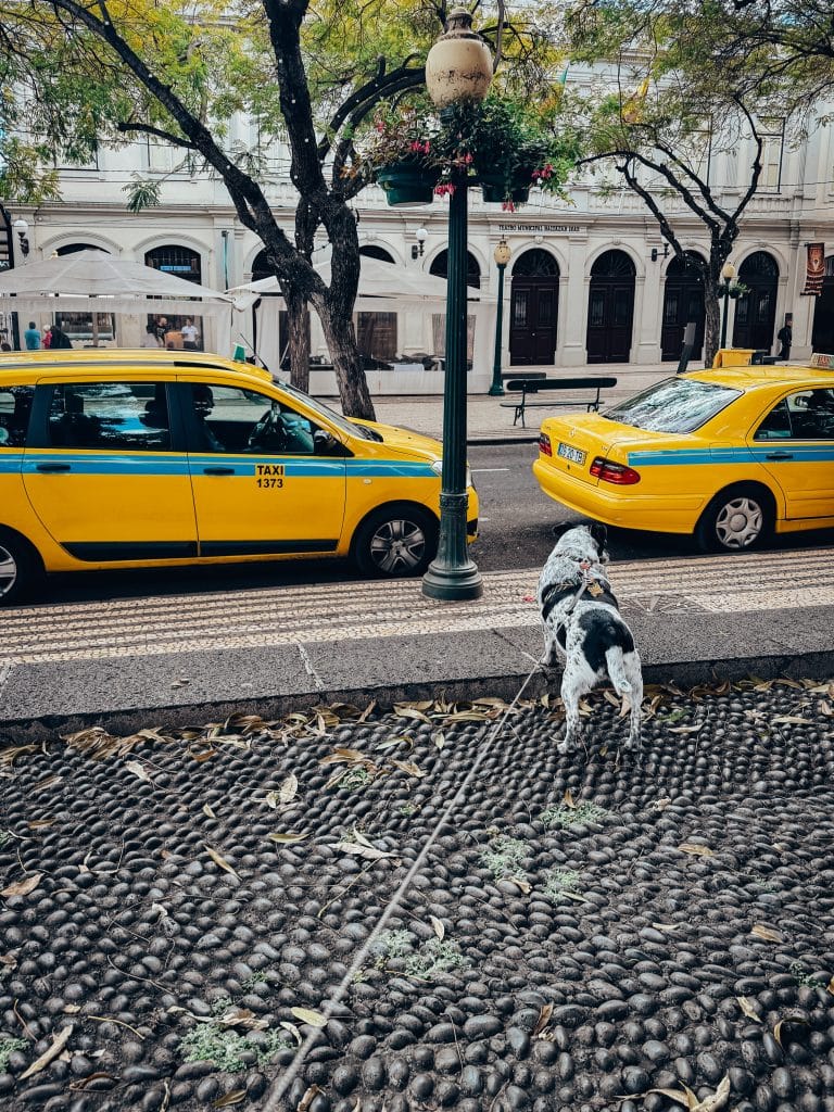 Hunde und Taxis in Funchal, Foto: Ewelina Podrez-Siama 2025