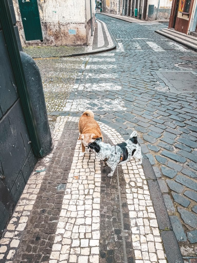 Hunde auf Madeira, Foto: Ewelina Podrez-Siama 2025