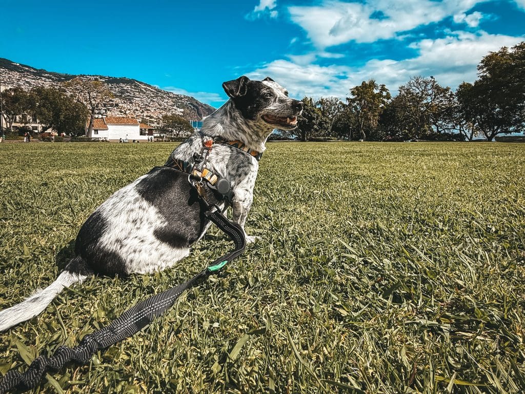 Madeira mit Hund, Foto: Ewelina Podrez-Siama 2025