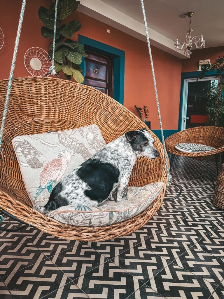 Hundefreundliche Apartments in Funchal – ASPA Studios, Foto: Ewelina Podrez-Siama 2025