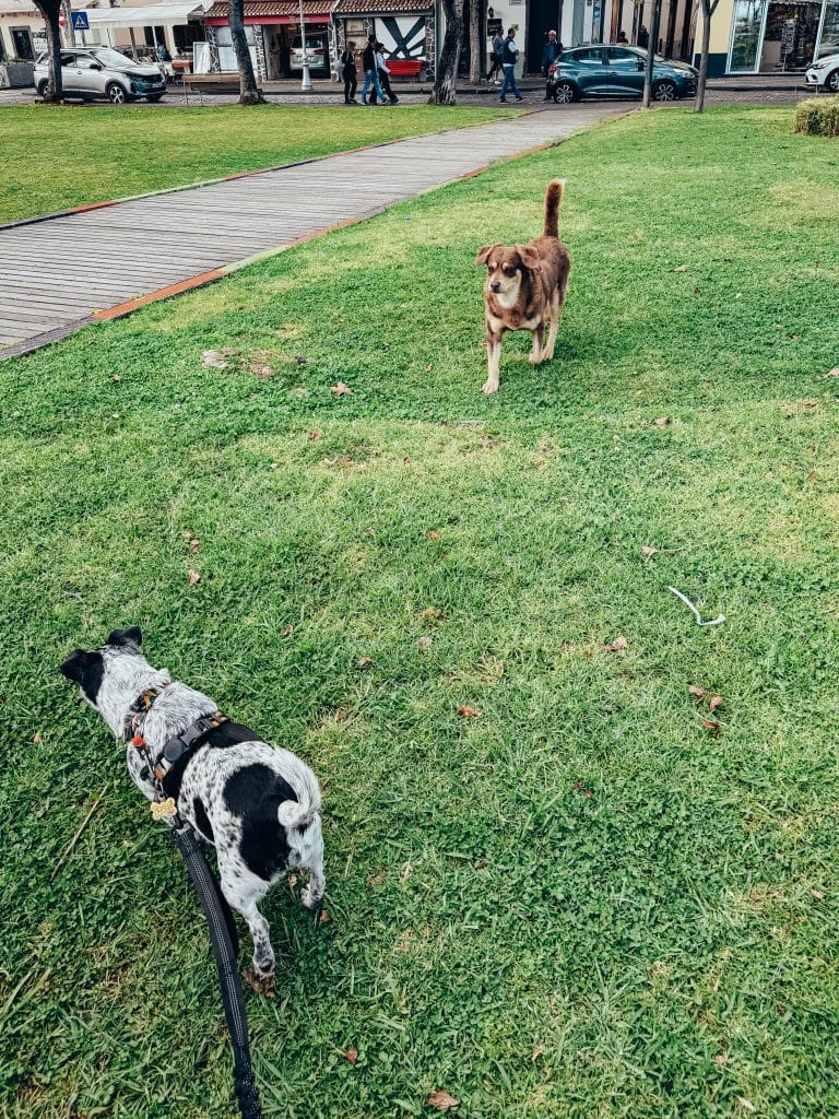 Hunde auf Madeira, Foto: Ewelina Podrez-Siama 2025