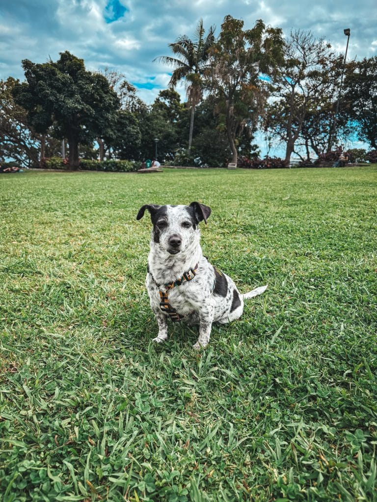 Madeira mit Hund, Foto: Ewelina Podrez-Siama 2025