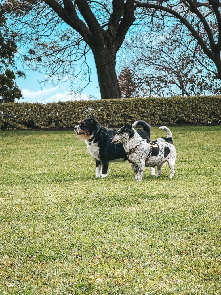 Hunde auf Madeira, Foto: Ewelina Podrez-Siama 2025