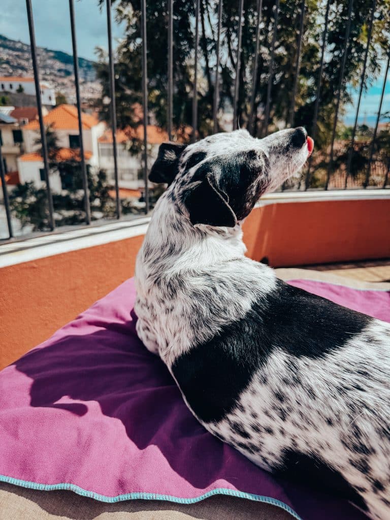 Hundefreundliche Apartments in Funchal – ASPA Studios, Foto: Ewelina Podrez-Siama 2025