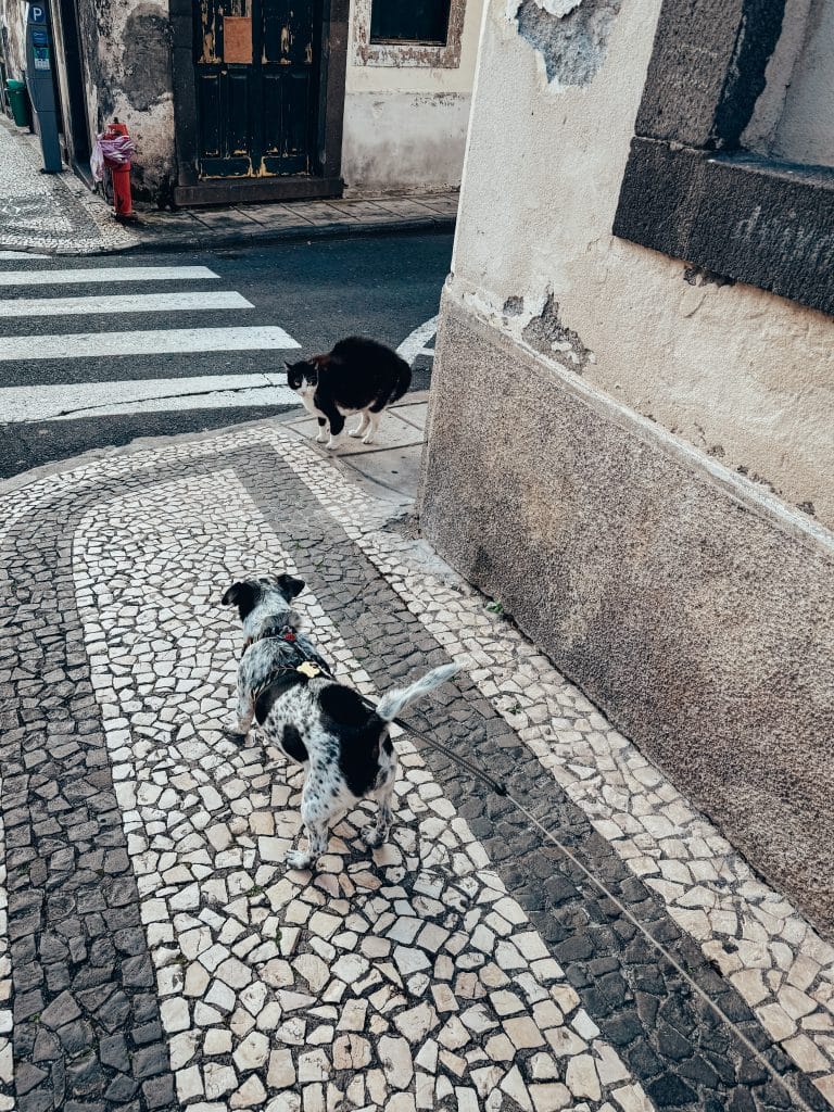 Hunde und Katzen auf Madeira, Foto: Ewelina Podrez-Siama 2025