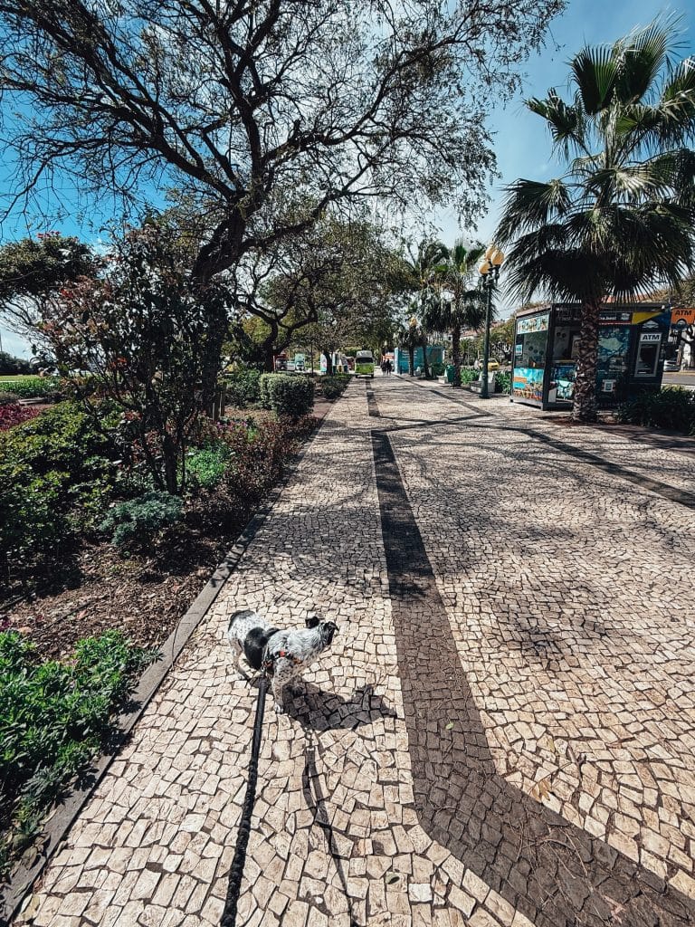 Funchal mit Hund, Foto: Ewelina Podrez-Siama 2025