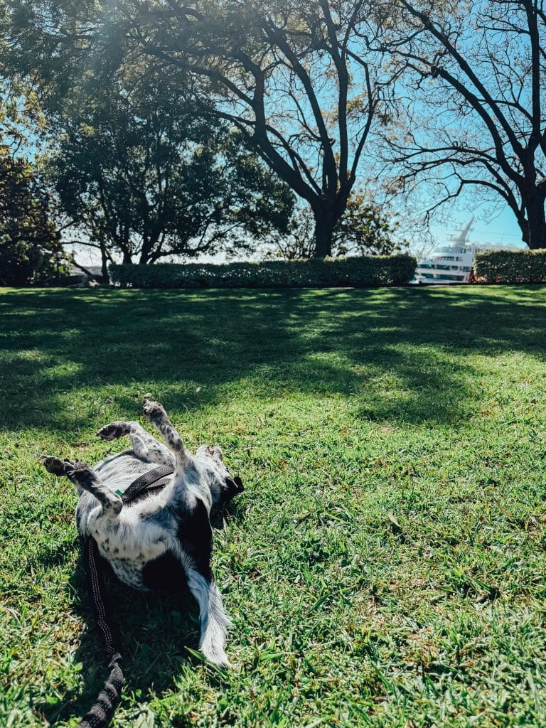 Madeira mit Hund, Foto: Ewelina Podrez-Siama 2025