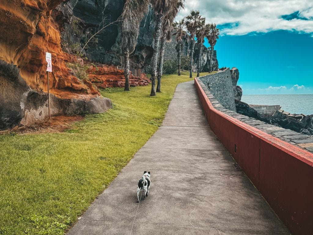 Die Promenade Funchal – Câmara de Lobos mit Hund, Foto: Ewelina Podrez-Siama – März 2025