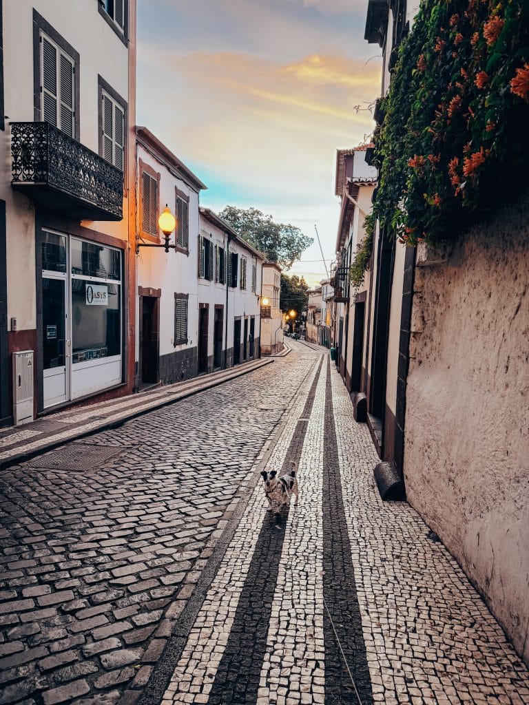 Funchal mit Hund, Foto: Ewelina Podrez-Siama 2025