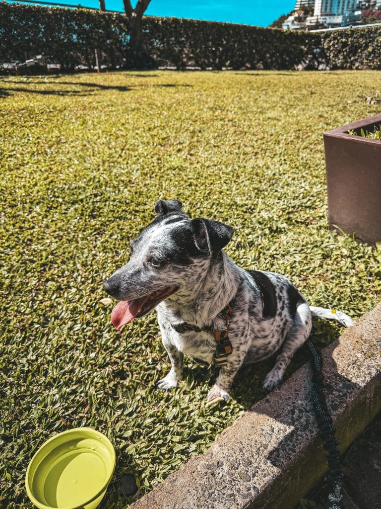 Hundefreundliche Restaurants in Funchal, Foto: Ewelina Podrez-Siama – Februar 2025