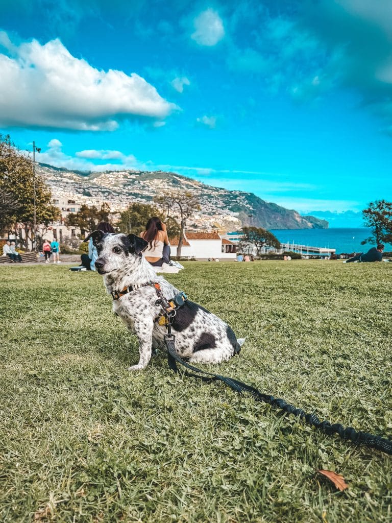 Madeira mit Hund, Foto: Ewelina Podrez-Siama 2025