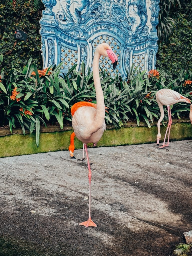 Flamingos vor einer mit Azulejos verkleideten Wand im Monte Palace Tropical Garden. Foto: Ewelina Podrez-Siama 2025