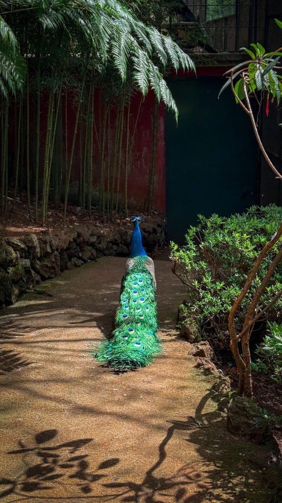 Ein Pfau mit aufgefächertem Schwanz auf einem Weg im Garten des Monte Palace, dahinter Bambus und die rote Wand eines Pavillons. Foto: Ewelina Podrez-Siama 2025