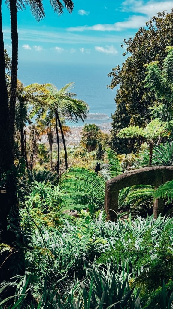 Tropische Vegetation im Monte Palace – Baumfarne, Palmen und Strelitzien mit Blick auf Funchal und den Ozean. Foto: Ewelina Podrez-Siama 2025