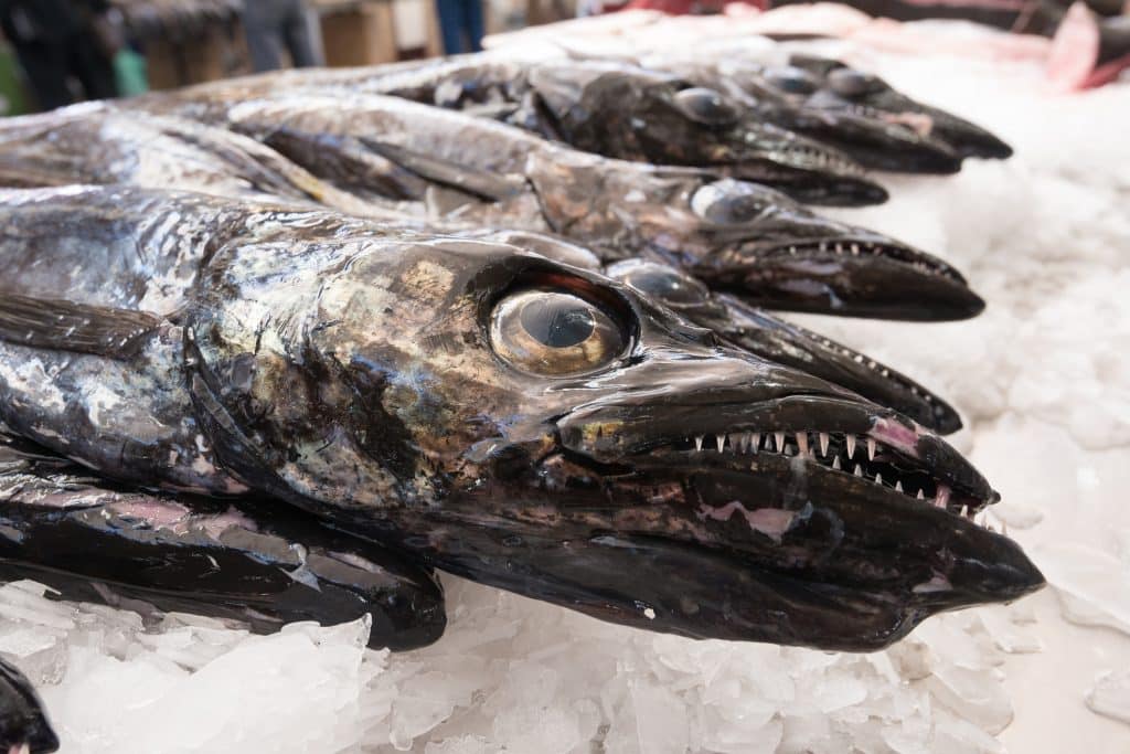 Schwarzer Degenfisch