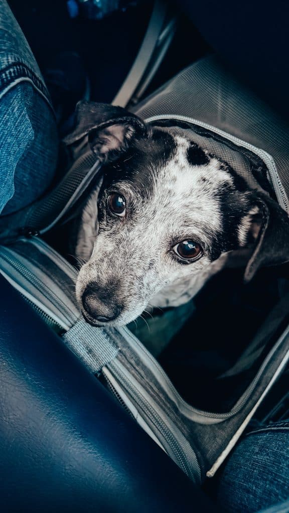 Mit Hund im Flugzeug von Enter Air nach Madeira