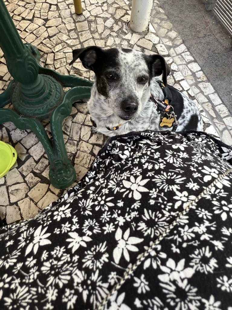 Hundefreundliche Restaurants in Funchal, Foto: Ewelina Podrez-Siama – Februar 2025