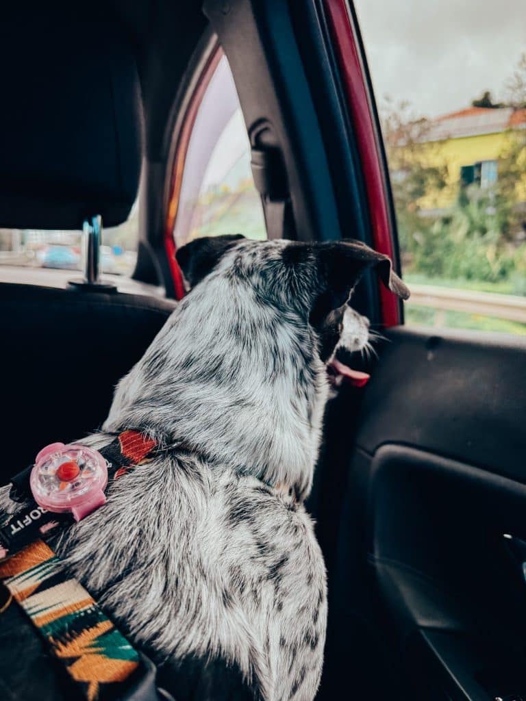 Hunde und Taxis in Funchal, Foto: Ewelina Podrez-Siama 2025