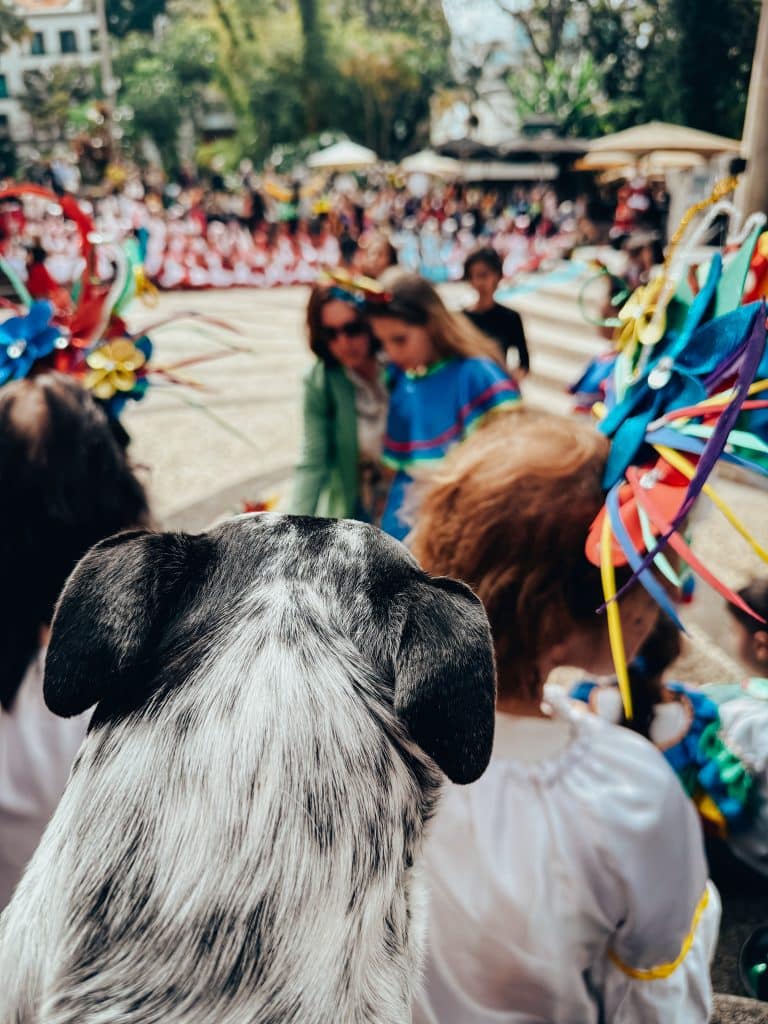 Karneval auf Madeira mit Hund