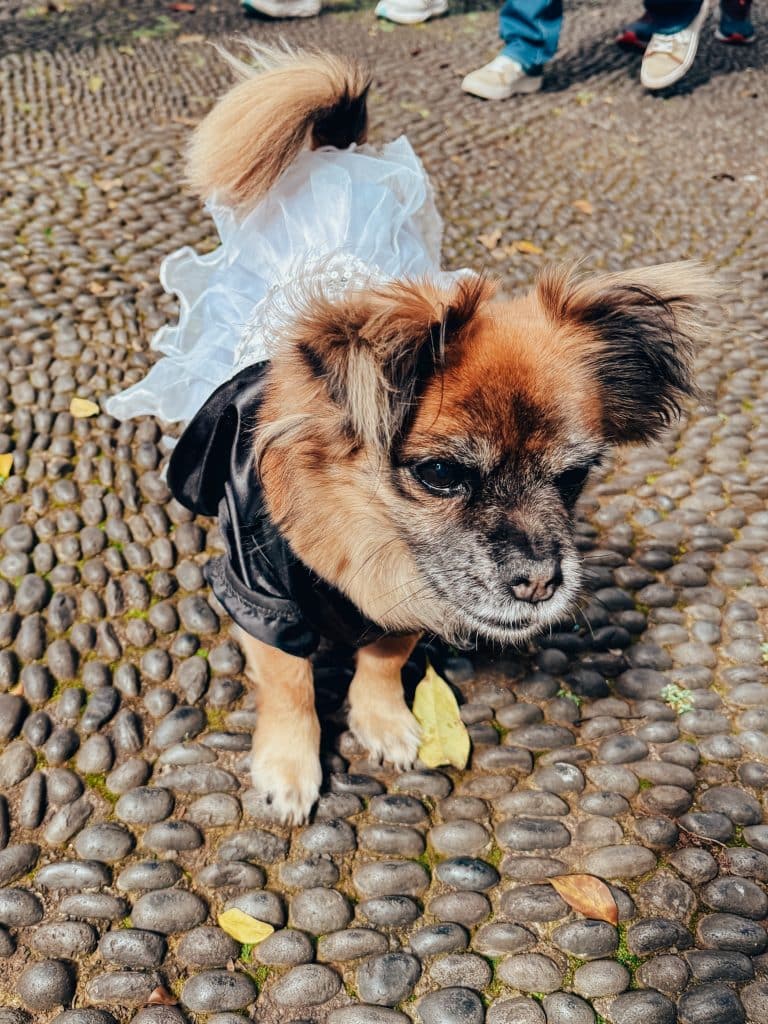 Ein Hund im Kostüm beim Karneval auf Madeira