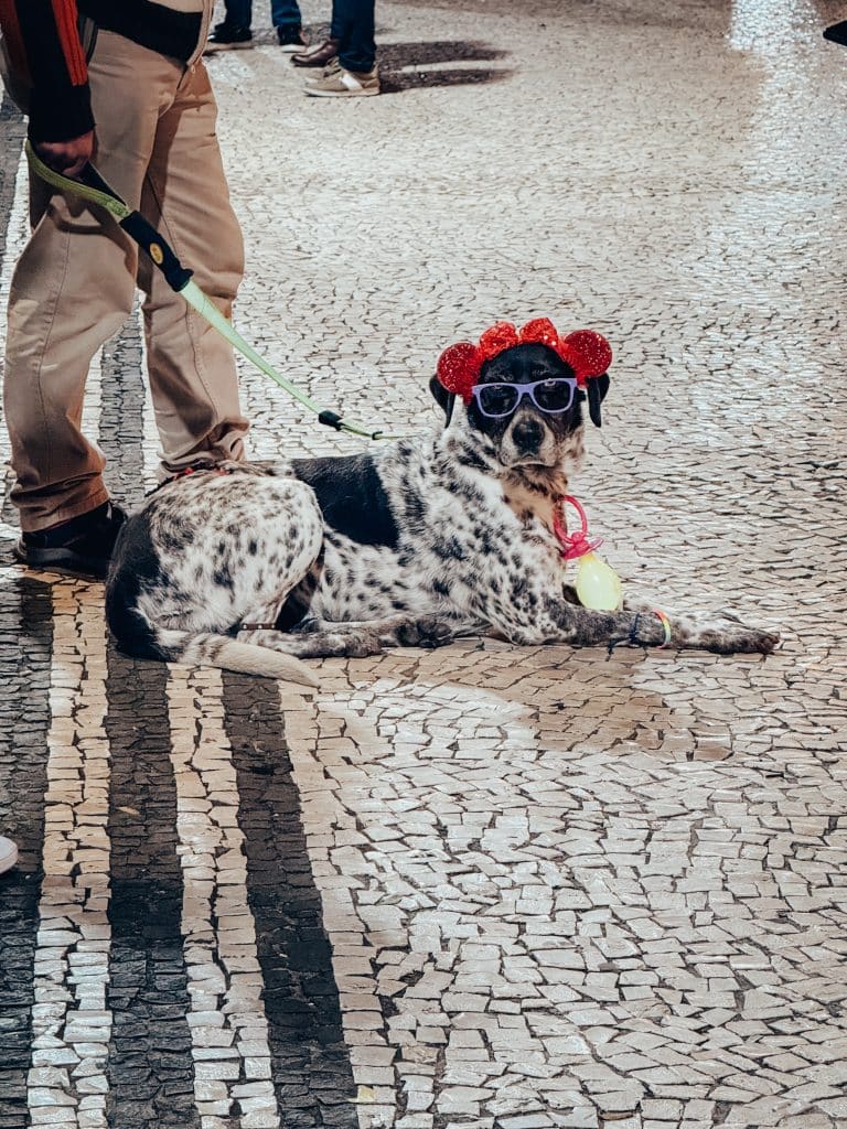 Ein Hund im Kostüm beim Karneval auf Madeira