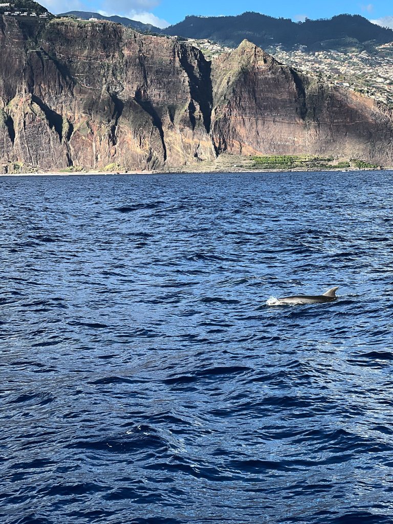 Ein Delfin taucht vor den Klippen westlich von Funchal aus den Wellen auf