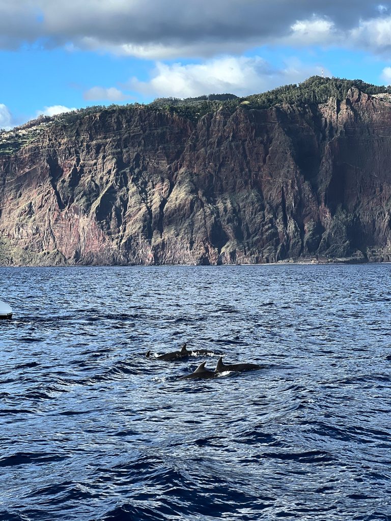 Zwei Delfine tauchen unter der Klippe Cabo Girão aus dem Atlantik auf
